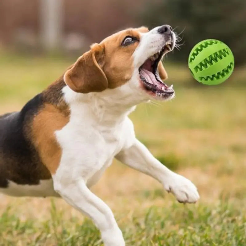 Interactive Rubber Dog Toy