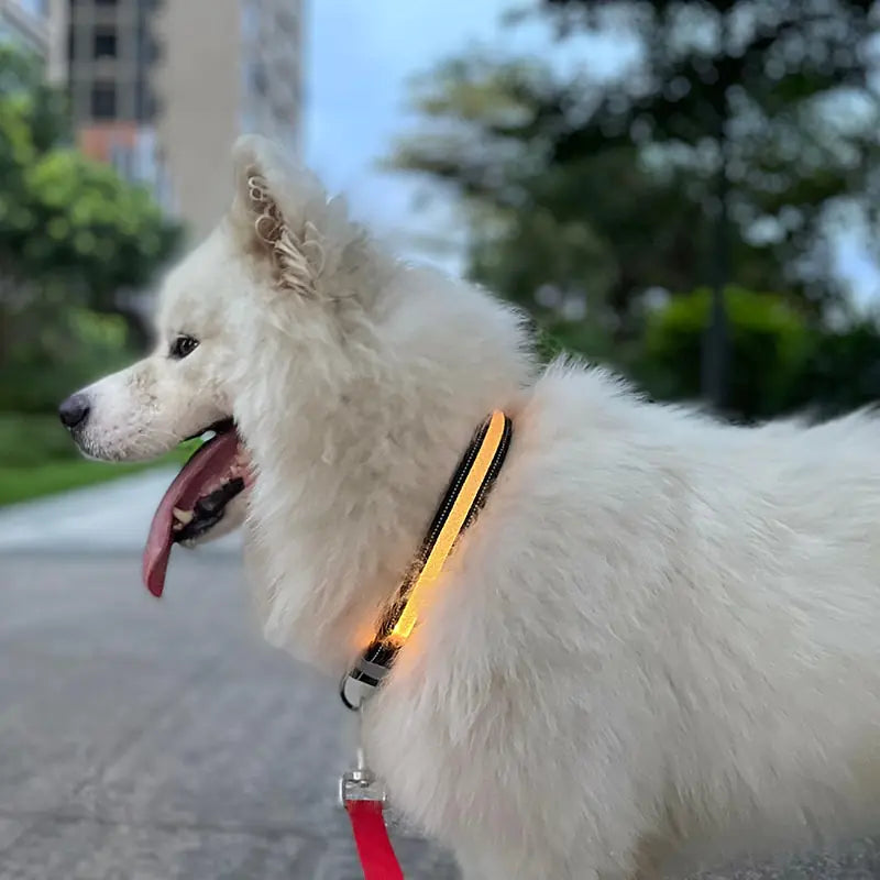 LED Light Up Collar